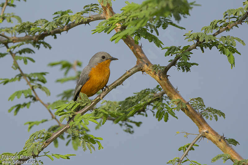 Silverbirdadult, habitat, pigmentation