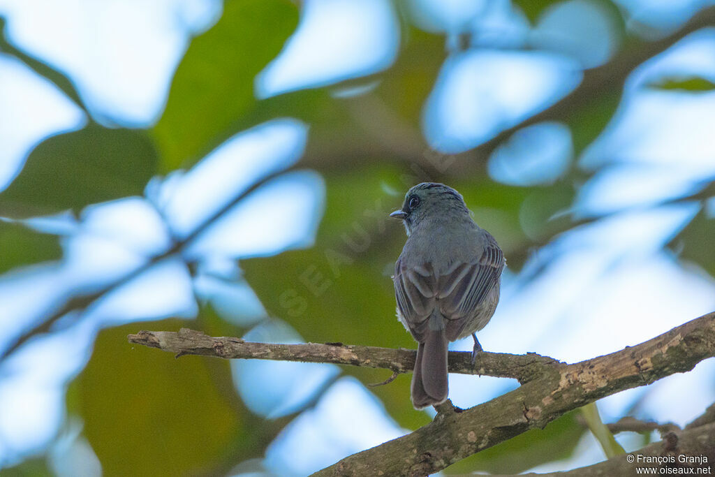 Dull-blue Flycatcher