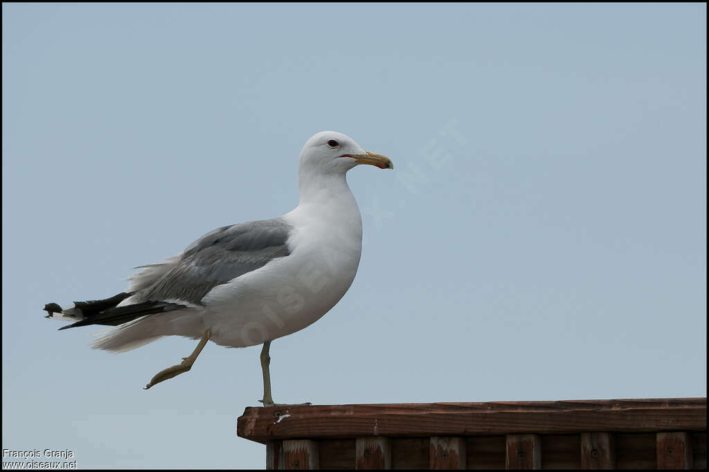 California Gulladult breeding, identification