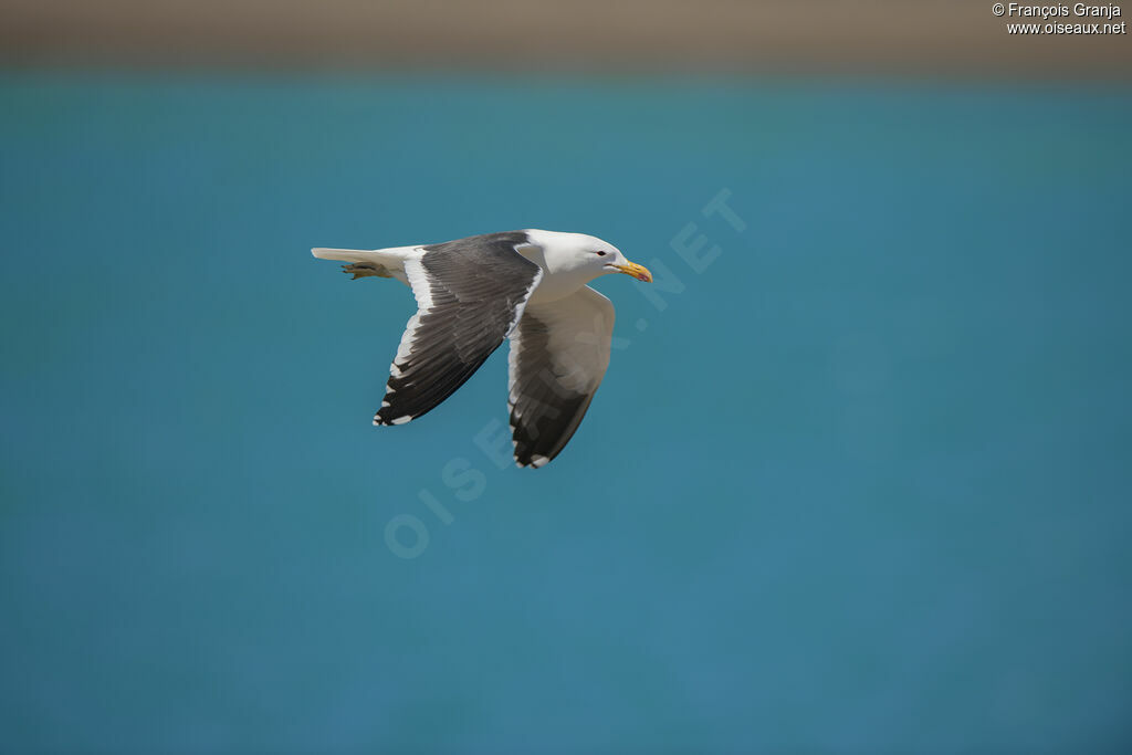 Kelp Gull