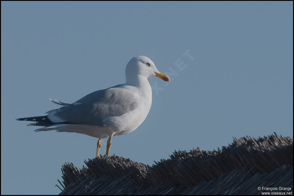 Goéland leucophéeadulte
