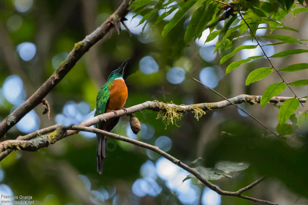 Great Jacamaradult, identification