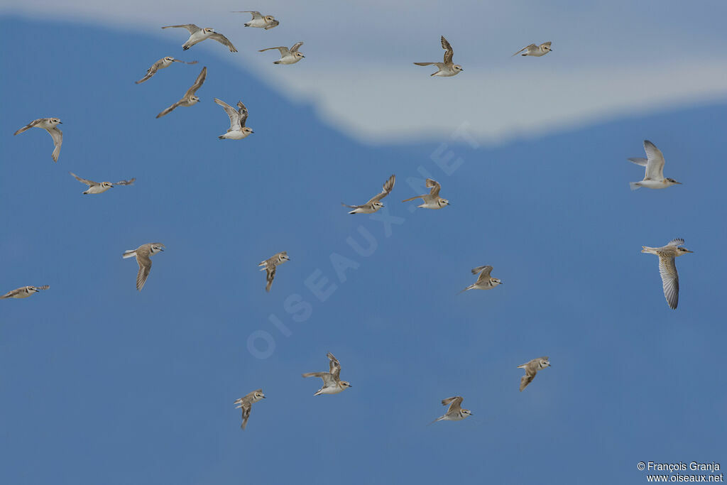 Kentish Plover