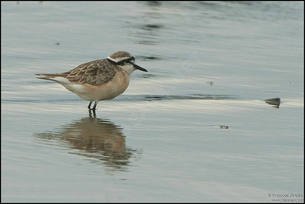 Kittlitz's Plover