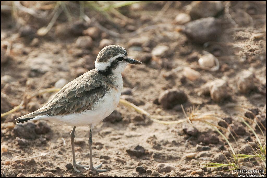 Kittlitz's Plover