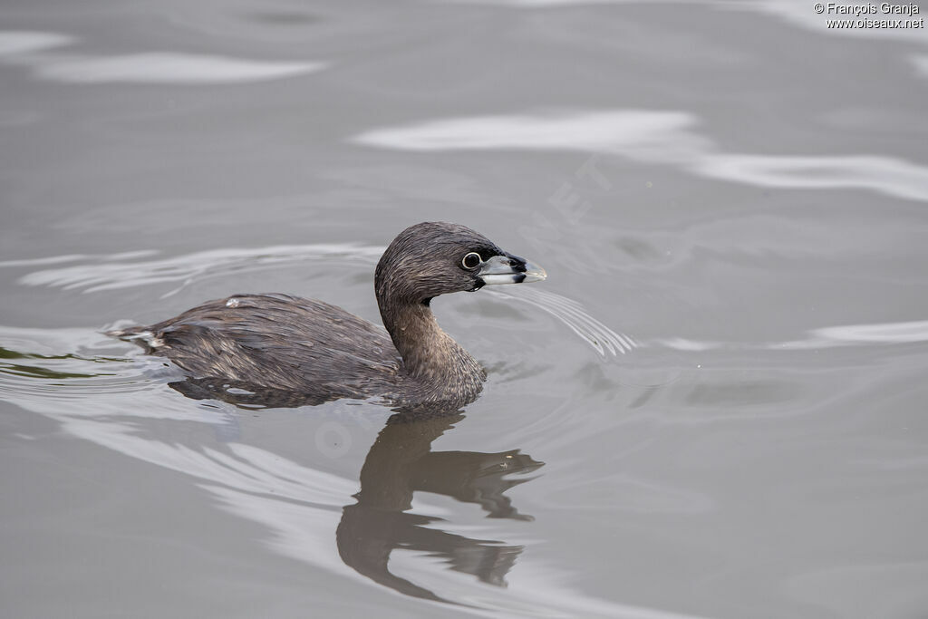 Pied-billed Grebe
