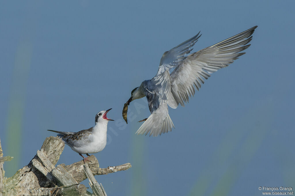 Whiskered Tern
