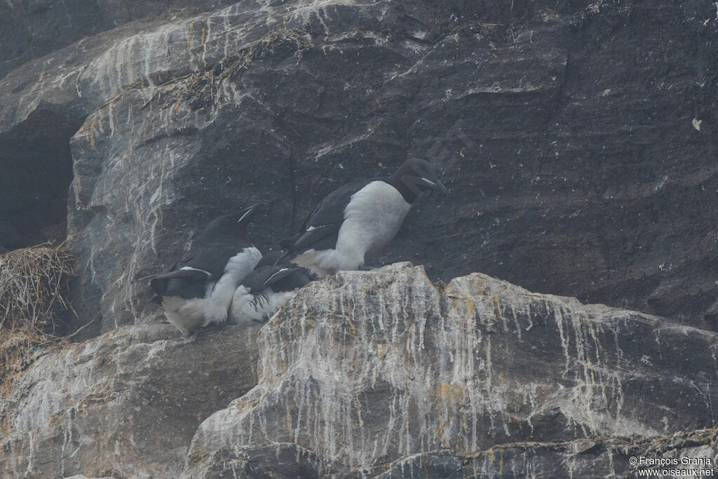 Guillemot de Brünnich