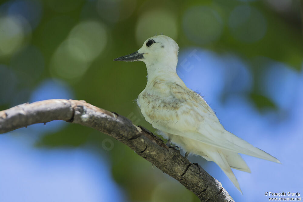 Gygis blancheimmature