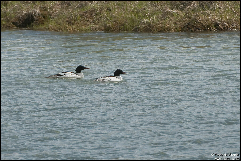 Common Merganser male adult