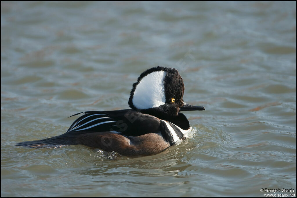 Hooded Merganseradult