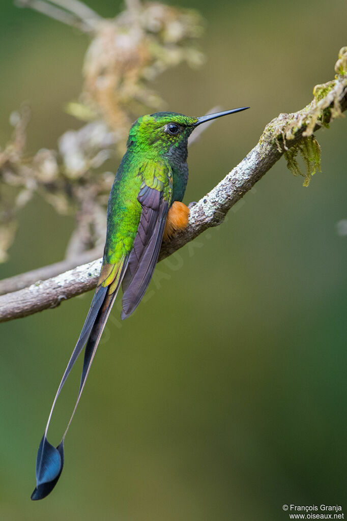 Peruvian Racket-tail male adult, identification