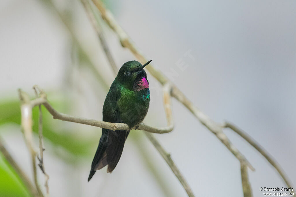 Héliange tourmaline