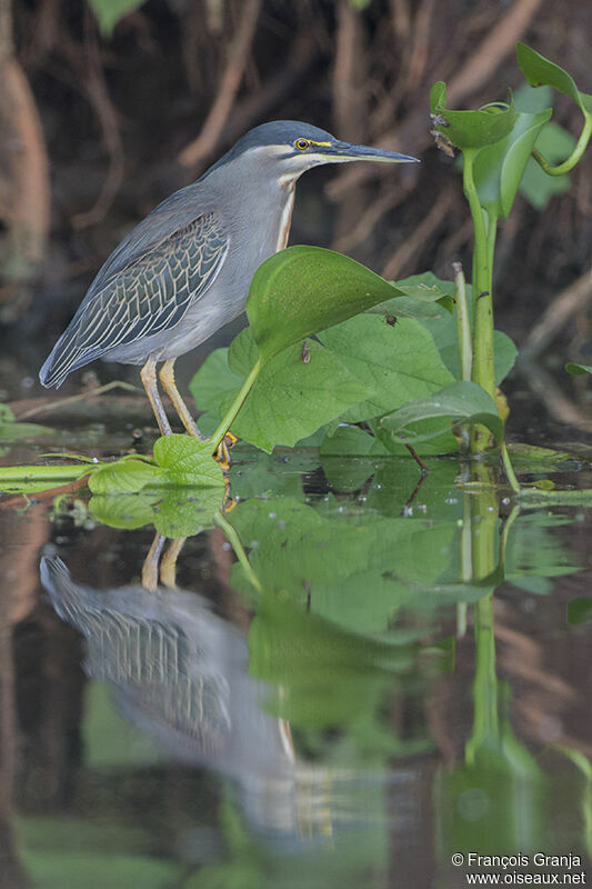Héron des mangrovesadulte
