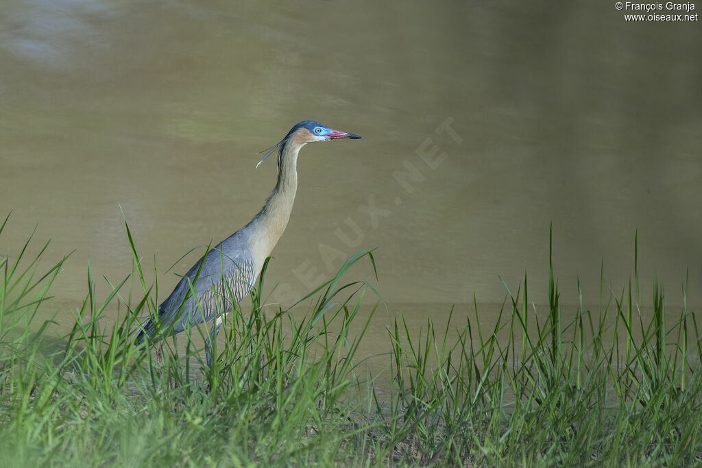 Whistling Heron