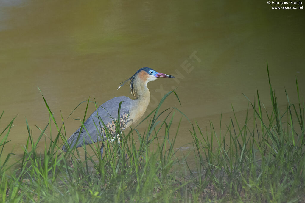 Whistling Heron
