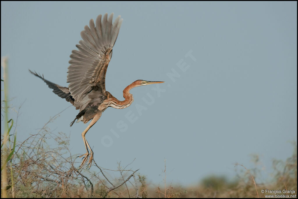 Purple Heron