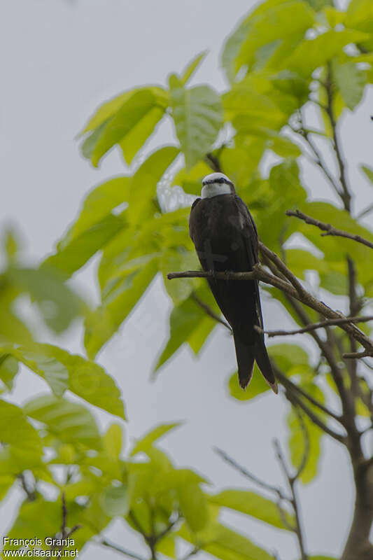 White-headed Saw-wing male adult, habitat, pigmentation