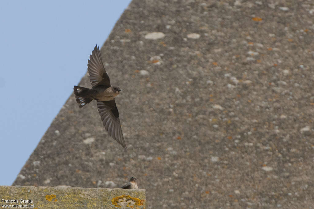 Eurasian Crag Martin, Flight