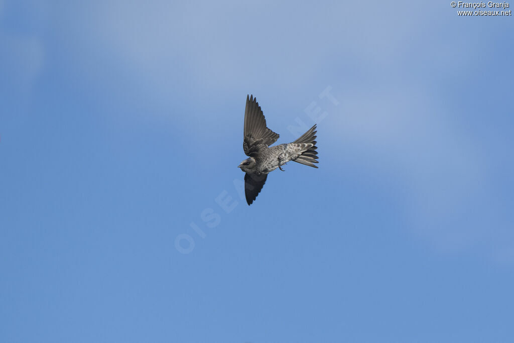 Southern Martin