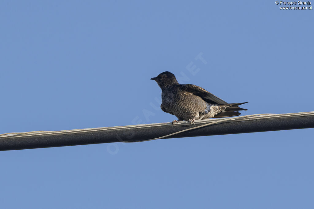 Southern Martin
