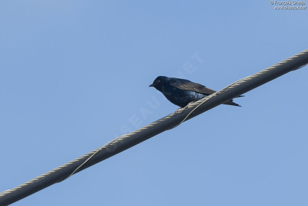 Southern Martin