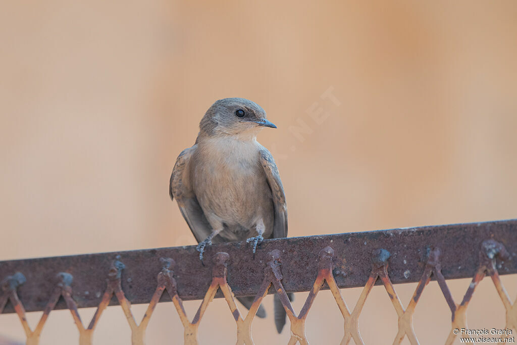 Large Rock Martin