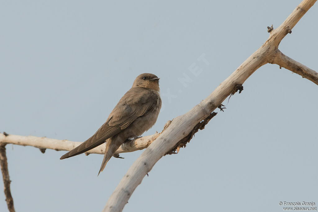 Large Rock Martin
