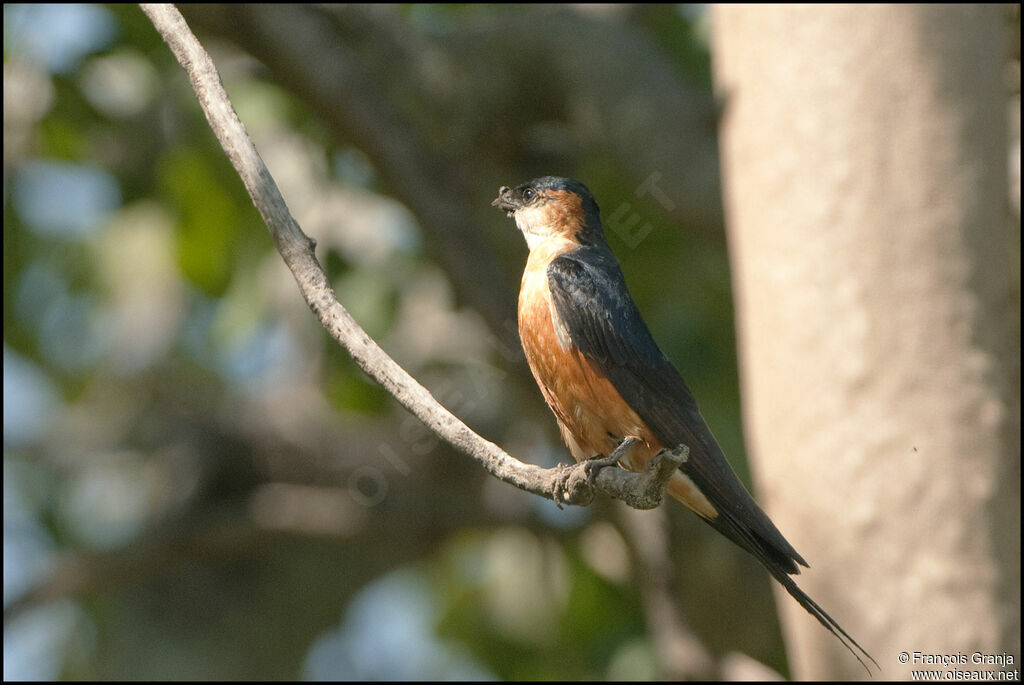 European Red-rumped Swallow