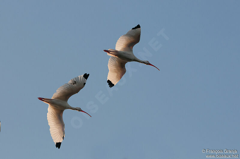 American White Ibisadult