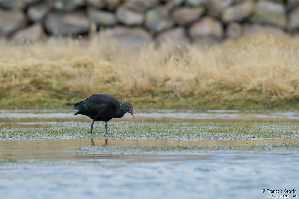 Ibis de Ridgway