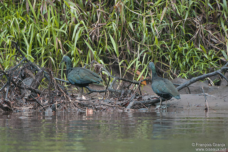 Ibis vert adulte