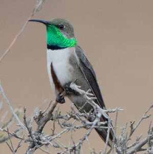 Colibri d'Estelle