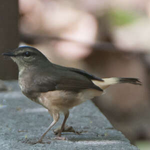 Paruline à croupion fauve