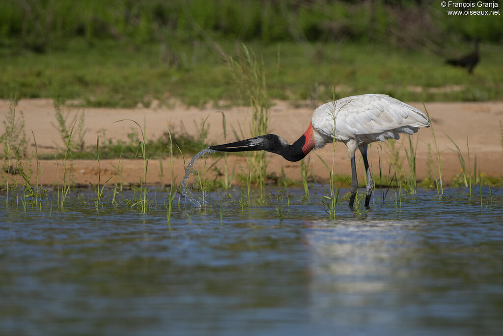Jabiru