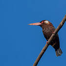 Jacamar oreillard
