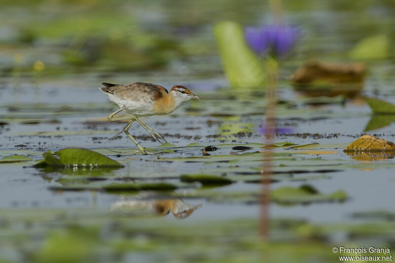 Jacana nainadulte