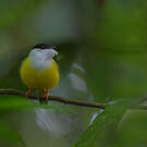 Manakin à col blanc