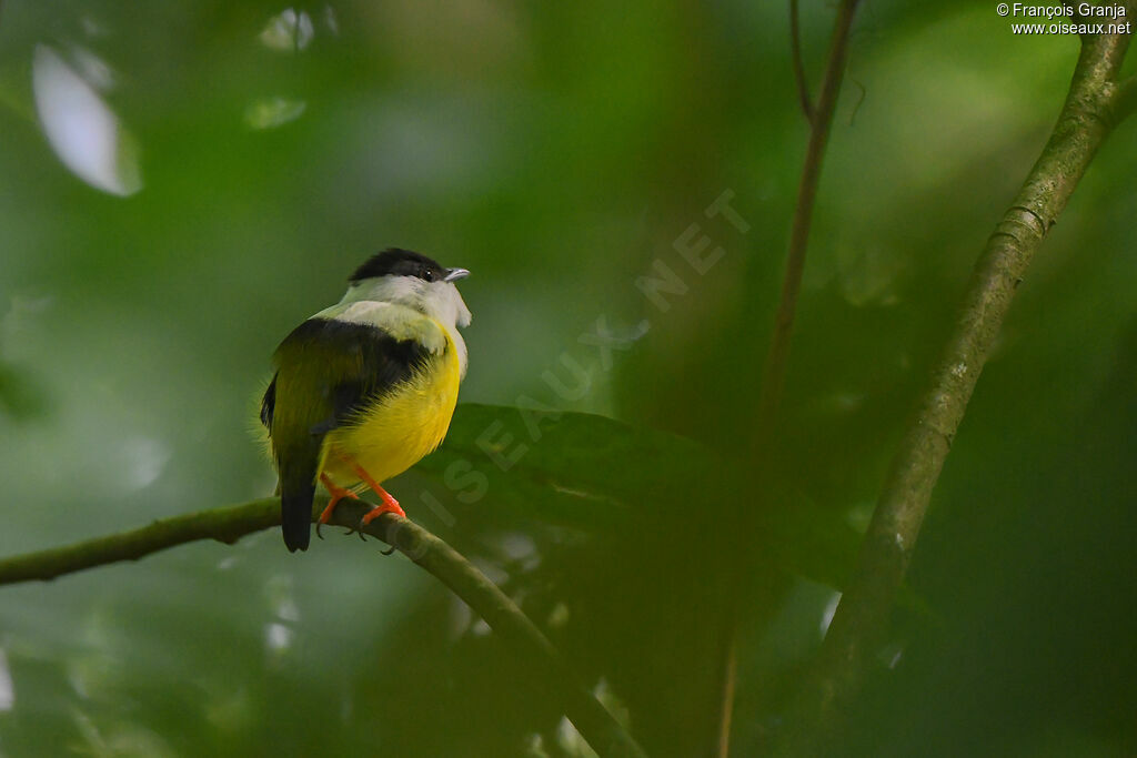 Manakin à col blanc