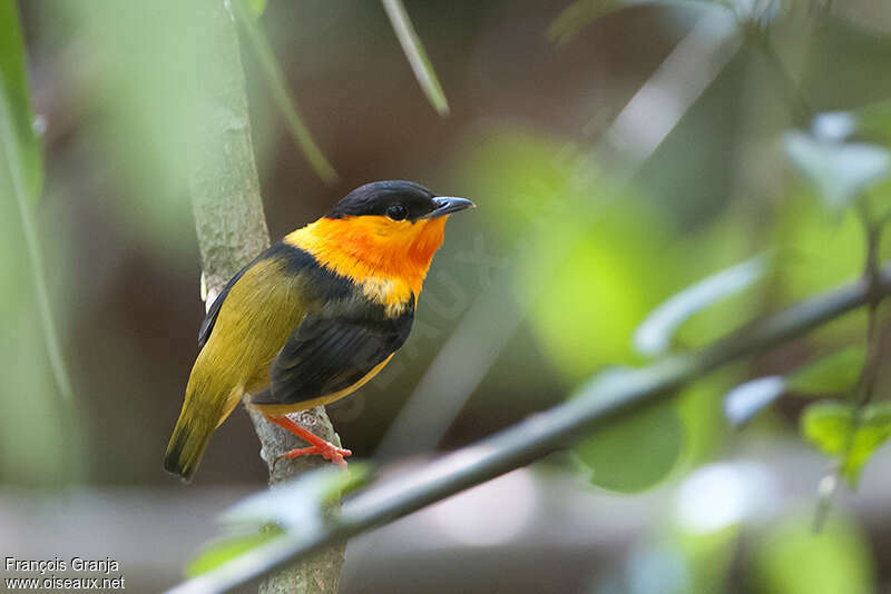 Manakin à col orangeadulte, identification