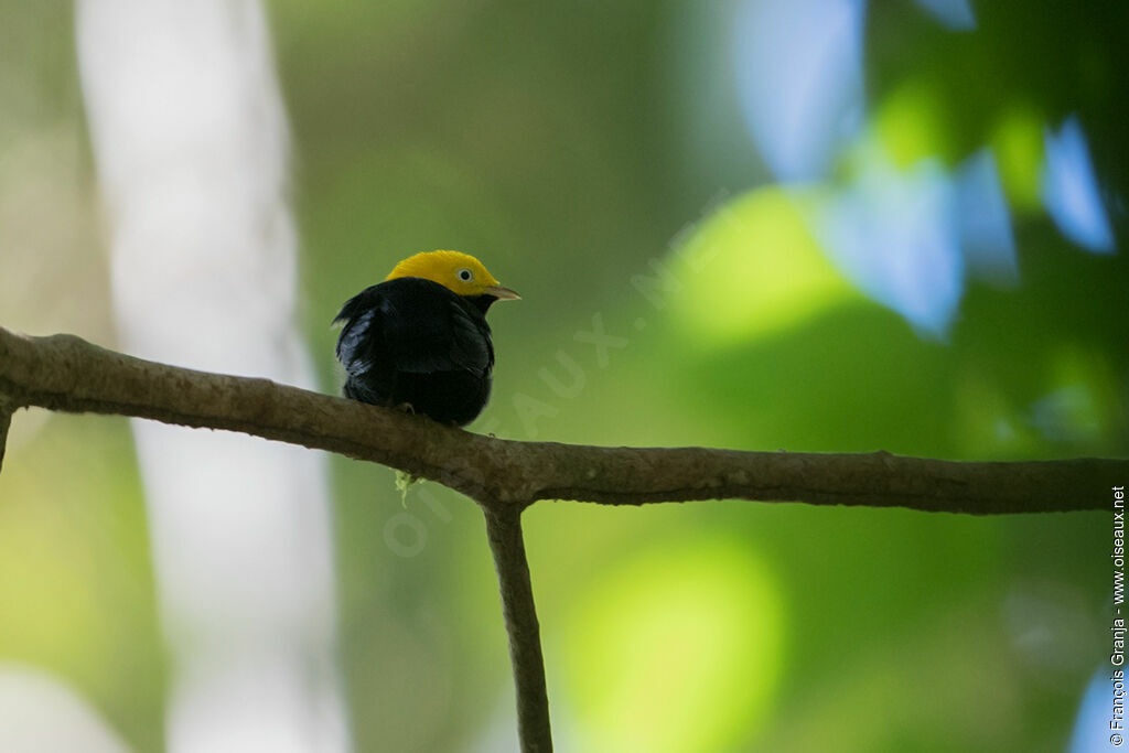Manakin à tête d'or