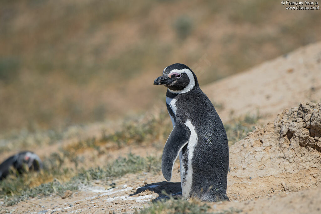 Magellanic Penguin