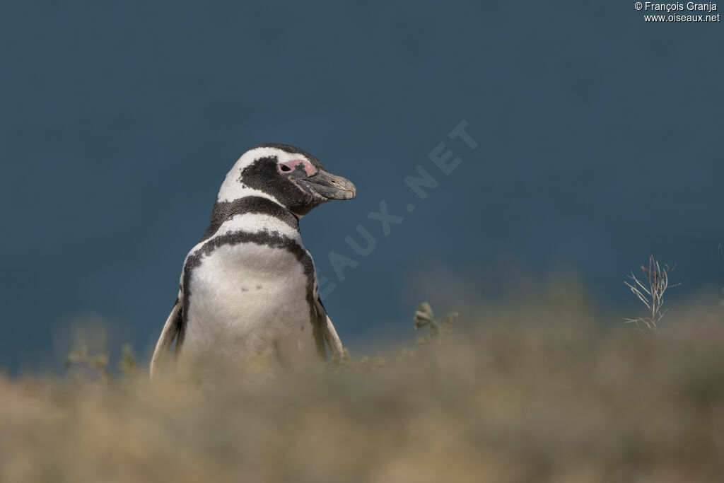 Magellanic Penguin