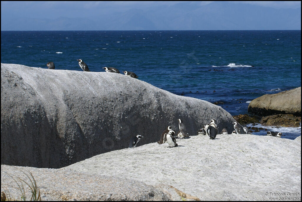 Manchot du Cap