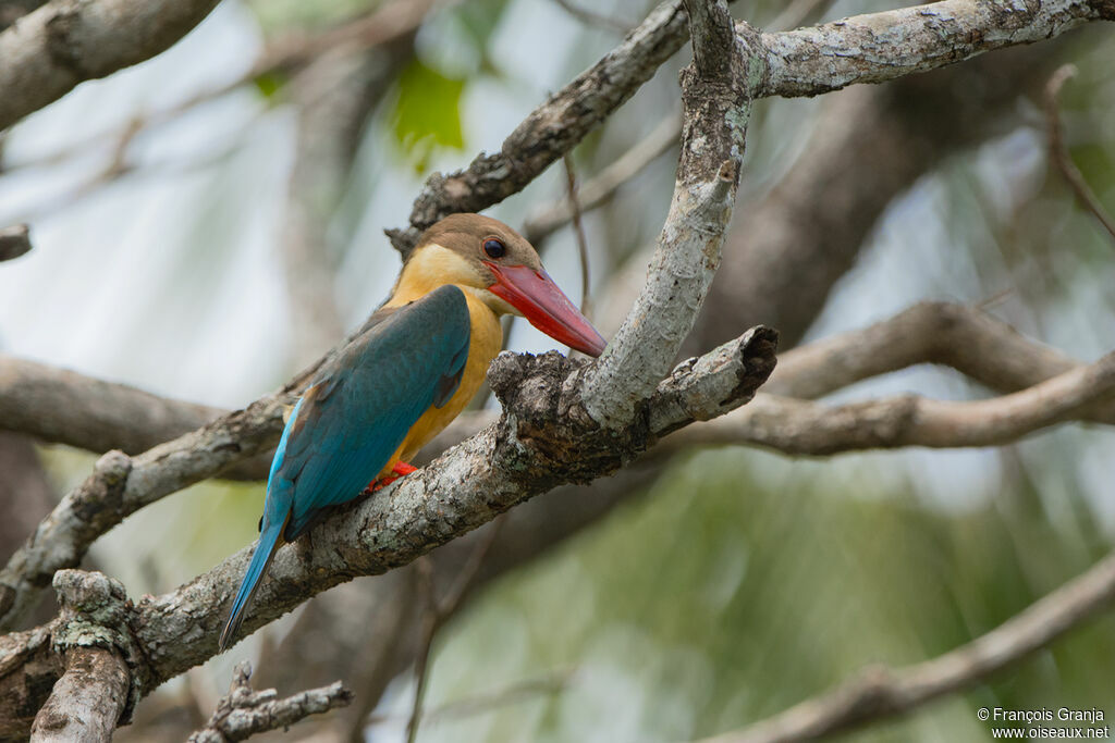 Stork-billed Kingfisher