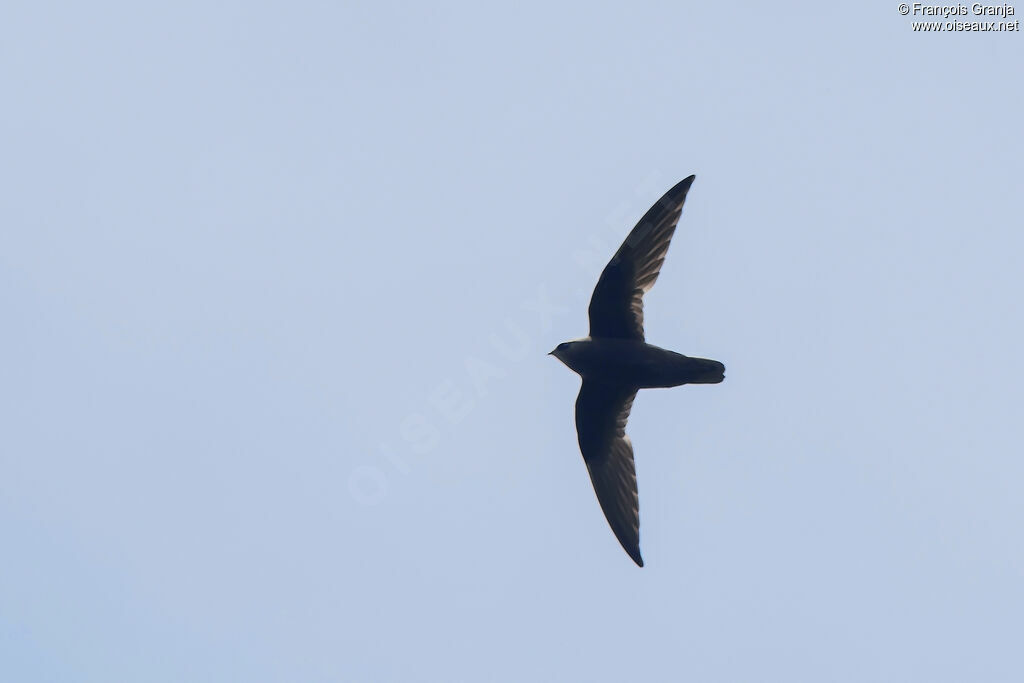 Great Dusky Swift