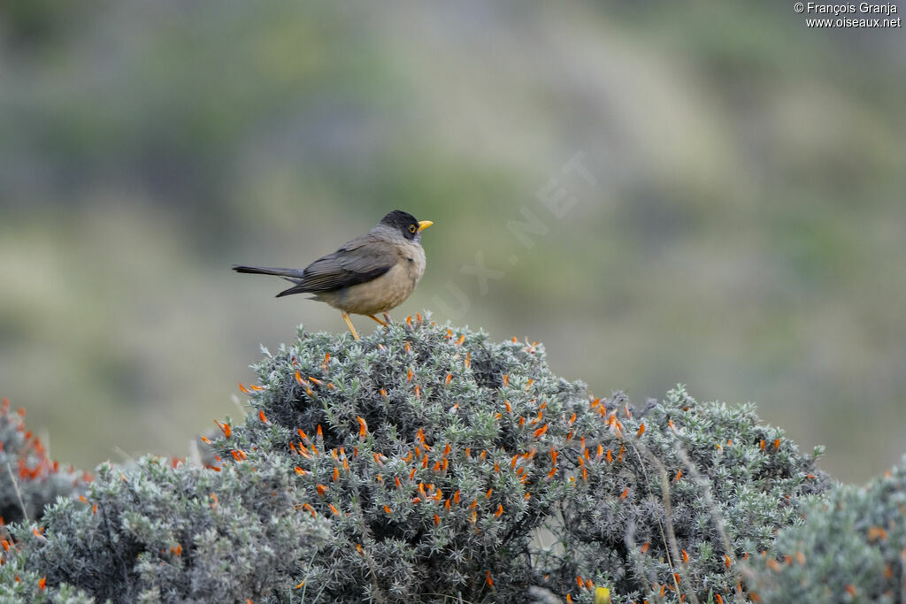 Austral Thrush