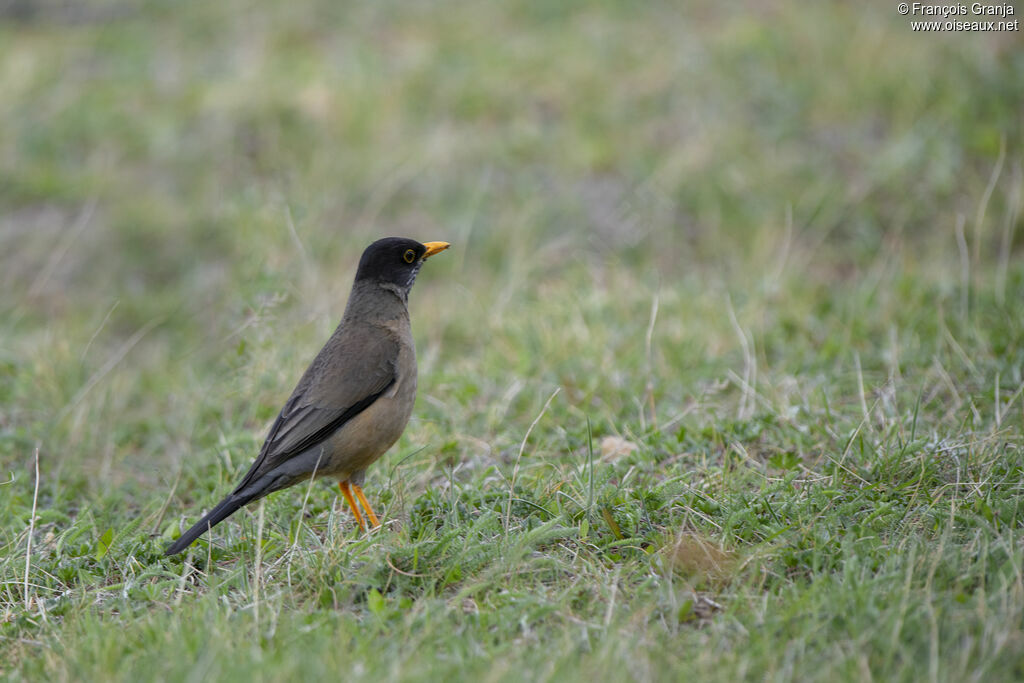 Austral Thrush