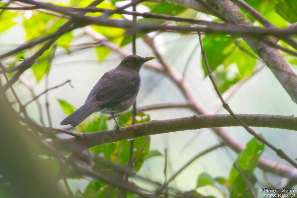Ecuadorian Thrush