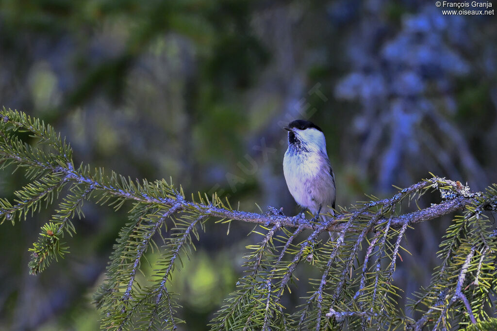Mésange boréale